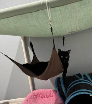Driver -  Domestic Short Hair Cat Available for Adoption in Mission Viejo, California - Driver | PetCurious