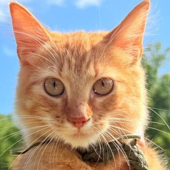 GARFI (in New York) -  Bengal and Tabby Cat for Adoption in New York, New York - GARFI (in New York) | PetCurious
