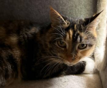Domestic Short Hair Cats Available for Adoption - Princess | PetCurious