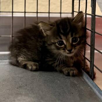 Domestic Medium Hair Cats Available for Adoption in Fort Myers, Florida - BEAN | PetCurious