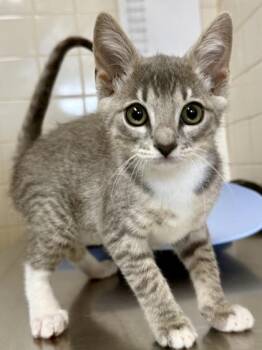 Gingham -  Domestic Short Hair Cat for Adoption in San Antonio, Texas - Gingham | PetCurious