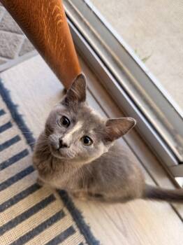 Daikon -  Domestic Short Hair Cat for Adoption in Davis, California - Daikon | PetCurious
