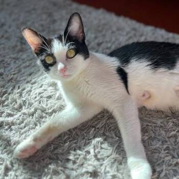 Fortuna -  Domestic Short Hair Cat for Adoption in South Elgin, Illinois - Fortuna | PetCurious