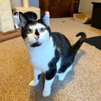 Rescue Domestic Short Hair Cats for Adoption in Gibsonia, Pennsylvania - Sir Loin | PetCurious