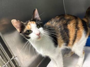 Pika -  Domestic Short Hair Cat for Adoption in Dalton, Georgia - Pika | PetCurious