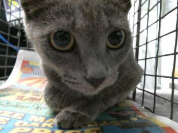Domestic Short Hair Cats Available for Adoption in Houston, Texas - LYRE | PetCurious
