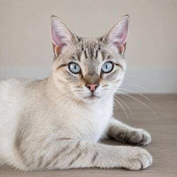 Gunther -  Siamese and Tabby Cat for Adoption in Hillsboro, Texas - Gunther | PetCurious