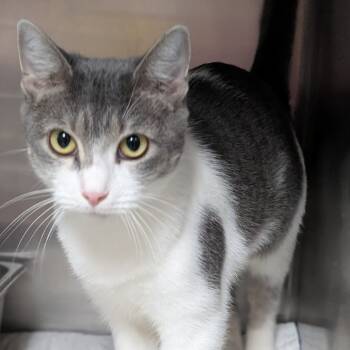 Rescue Domestic Short Hair Cats for Adoption in Canton, Illinois - Monica | PetCurious