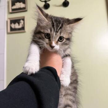 Domestic Medium Hair Cats Available for Adoption in Escondido, California - Annie | PetCurious