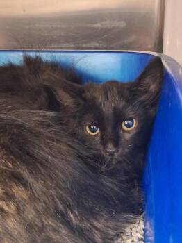 Chalkboard -  Domestic Medium Hair Cat for Adoption in Grand Forks, North Dakota - Chalkboard | PetCurious