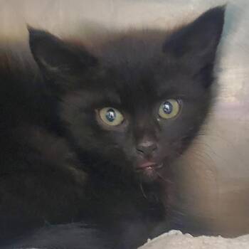 Choco -  Domestic Short Hair Cat for Adoption in Chattanooga, Tennessee - Choco | PetCurious