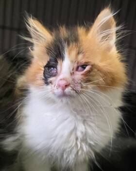 Silky -  Domestic Long Hair Cat for Adoption in Saginaw, Michigan - Silky | PetCurious