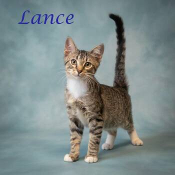 Lance C26-222 -  Domestic Short Hair Cat for Adoption in Lebanon, Tennessee - Lance C26-222 | PetCurious