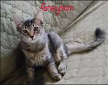 Greyson -  Domestic Short Hair Cat for Adoption in Glendale, Arizona - Greyson | PetCurious