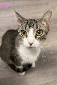 Rescue Domestic Short Hair Cats for Adoption in Akron, New York - Glo  (bonded With Gli) | PetCurious