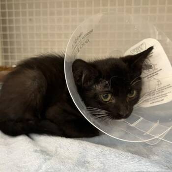 Domestic Short Hair Cats Available for Adoption in San Antonio, Texas - Colt | PetCurious