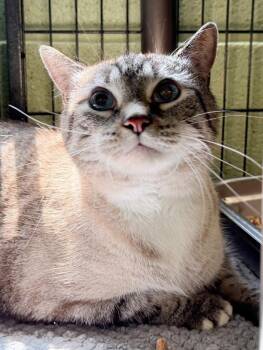 Marshmellow -  Domestic Short Hair Cat for Adoption in Burnsville, North Carolina - Marshmellow | PetCurious