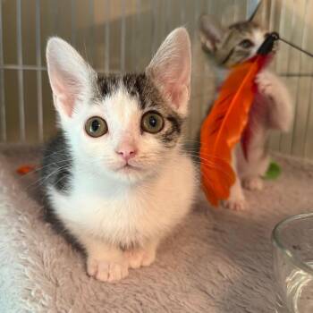 Ajani 3411 -  Domestic Short Hair Cat for Adoption in Columbus, Georgia - Ajani 3411 | PetCurious