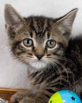 Sheldon -  Domestic Short Hair and Tabby Cat for Adoption in Kennesaw, Georgia - Sheldon | PetCurious