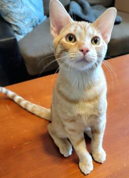 Dalmacio OR14567-T -  Domestic Short Hair Cat for Adoption in Missouri City, Texas - Dalmacio OR14567-T | PetCurious