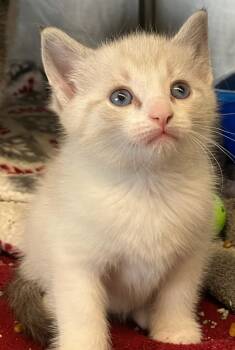 Rescue Abyssinian Cats for Adoption in Lima, Ohio - Jupiter | PetCurious