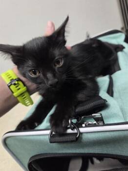 MORTICIA -  Domestic Short Hair Cat for Adoption in Killeen, Texas - MORTICIA | PetCurious