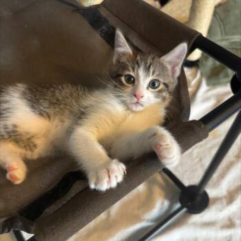 Dex -  Domestic Short Hair Cat for Adoption in Madison, Wisconsin - Dex | PetCurious