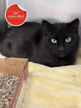 Domestic Short Hair Cats Available for Adoption - Lulu | PetCurious