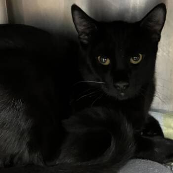 Hawthorne -  Domestic Short Hair Cat for Adoption in Grand Rapids, Michigan - Hawthorne | PetCurious