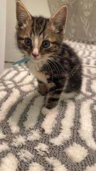 Domestic Short Hair Cats Available for Adoption in Virginia Beach, Virginia - Udon | PetCurious