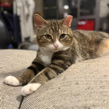 Domestic Short Hair Cats Available for Adoption in Jarrettsville, Maryland - Pickles | PetCurious