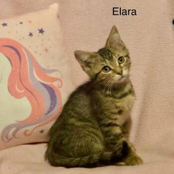 Elara -  Tabby Cat for Adoption in Wyandotte, Michigan - Elara | PetCurious