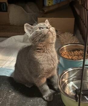 Sari RM -  Domestic Short Hair Cat for Adoption in Greenville, South Carolina - Sari RM | PetCurious
