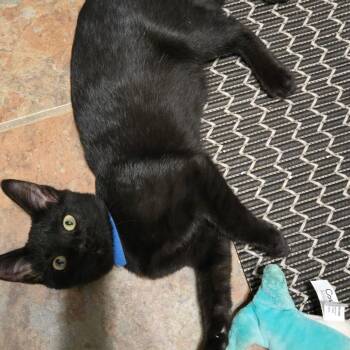 Jay -  Domestic Short Hair Cat for Adoption in Pinellas Park, Florida - Jay | PetCurious