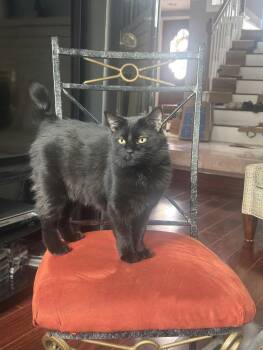 Rescue Domestic Medium Hair Cats for Adoption in Houston, Texas - Astria | PetCurious