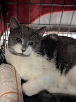 Domestic Short Hair Cats Available for Adoption - Neptune | PetCurious