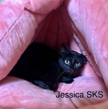 Rescue Domestic Short Hair Cats for Adoption in Clarksville, Tennessee - Jessica SKS | PetCurious