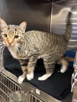 Domestic Short Hair Cats Available for Adoption - Forrest Gump | PetCurious