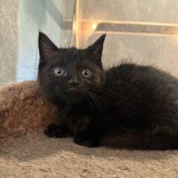 Morgan -  Domestic Medium Hair Cat for Adoption in Tipp City, Ohio - Morgan | PetCurious