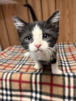 Kitten 27835 (Monster) -  Domestic Short Hair Cat for Adoption in Parlier, California - Kitten 27835 (Monster) | PetCurious