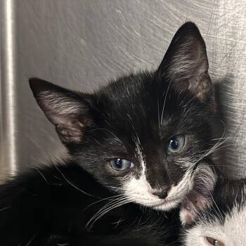 Luciano -  Domestic Short Hair Cat for Adoption in Falls Church, Virginia - Luciano | PetCurious