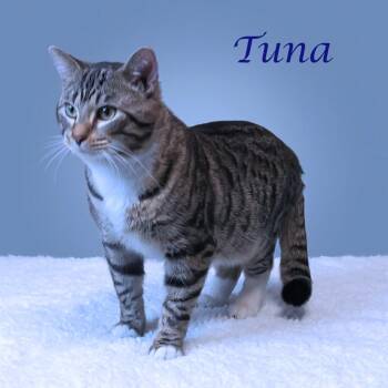 Domestic Short Hair Cats Available for Adoption - Tuna C26-088 | PetCurious