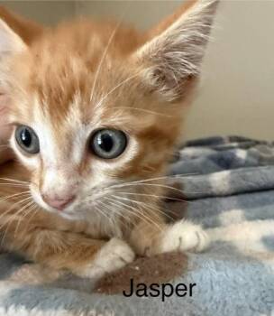 Jasper -  Domestic Short Hair Cat for Adoption in River Ridge, Louisiana - Jasper | PetCurious