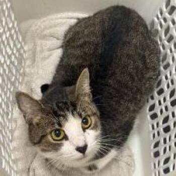 Joy -  Domestic Short Hair Cat for Adoption in Dickinson, Texas - Joy | PetCurious