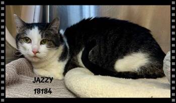Domestic Short Hair Cats Available for Adoption in Marietta, Georgia - JAZZY  | PetCurious