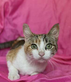 SUNFLOWER -  Calico Cat for Adoption in Rowland Heights, California - SUNFLOWER | PetCurious