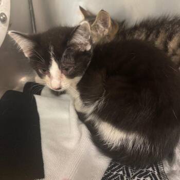 Wilbur -  Domestic Short Hair Cat for Adoption in Charleston, West Virginia - Wilbur | PetCurious