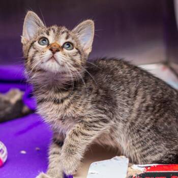 Domestic Short Hair Cats Available for Adoption in Hattiesburg, Mississippi - Icicle | PetCurious