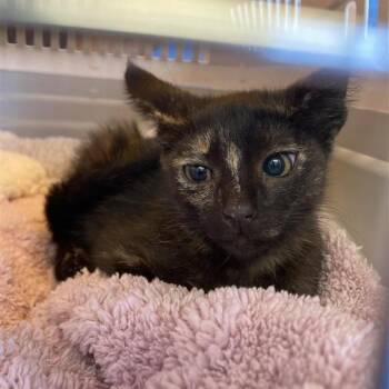 Agave -  Domestic Short Hair Cat for Adoption in Long Beach, California - Agave | PetCurious