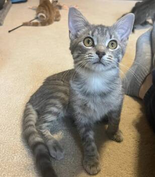 Rescue Domestic Short Hair Cats for Adoption in South Lyon, Michigan - Miss Beata | PetCurious
